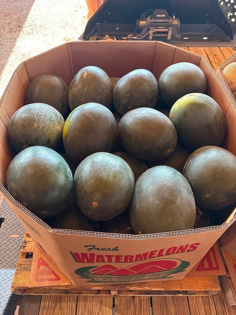 Dark-rind Black Jack seedless watermelons in a produce bin